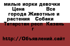 милые иорки девочки › Цена ­ 15 000 - Все города Животные и растения » Собаки   . Татарстан респ.,Казань г.